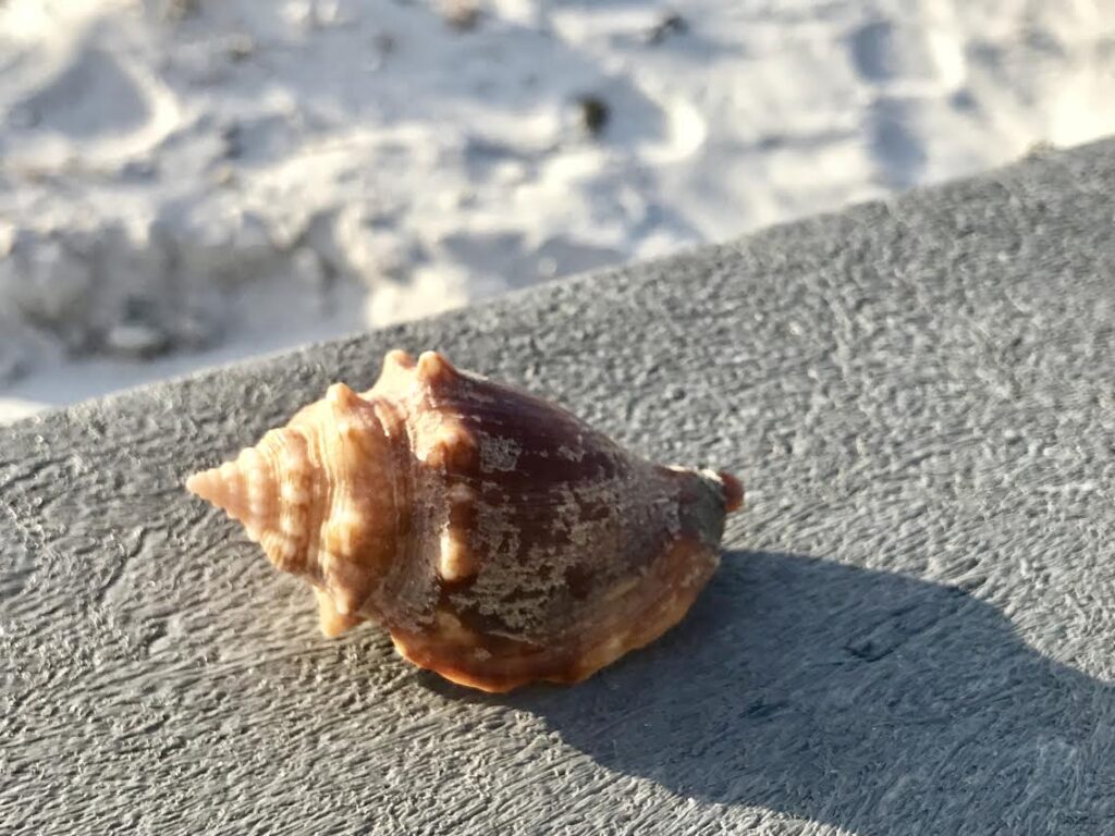 seashell on bench