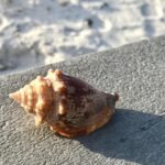 seashell on bench