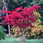 A Maple Tree With Red Color Leaves